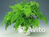 Папоротник Адиантум (венерин волос)