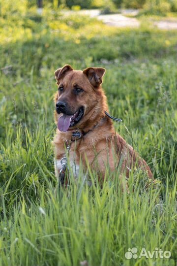 Пёс в добрые руки