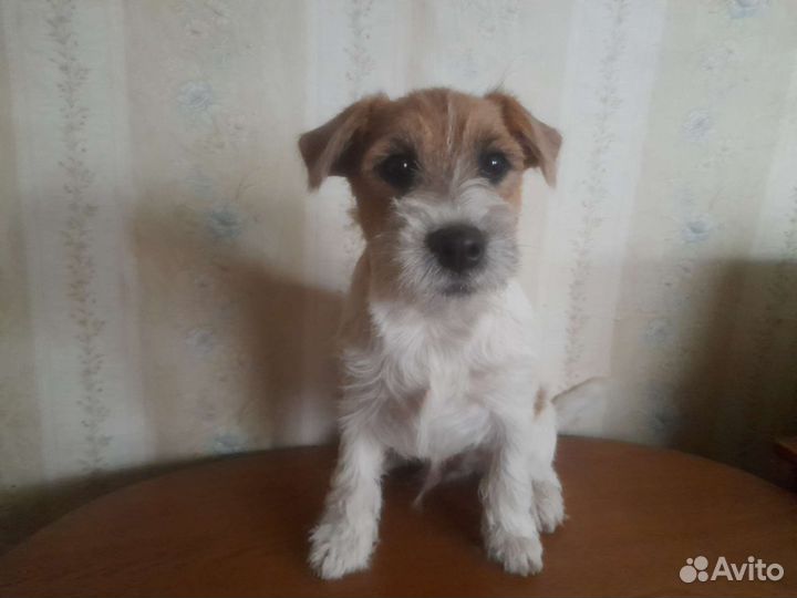Мальчик Джек Рассел терьера