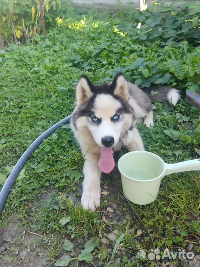 Сибирский хаски