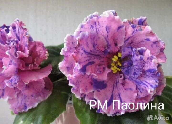 Сортовые фиалки
