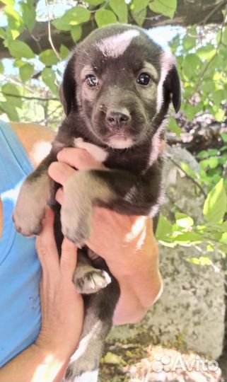 Метисы овчарки