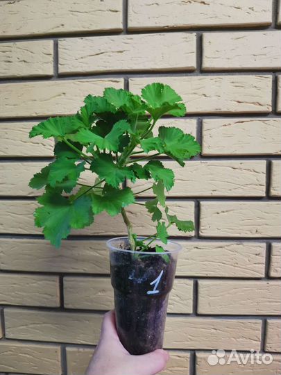 Королевская пеларгония