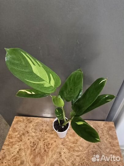 Калатея ктенанта Лубберса Золотая мозаика