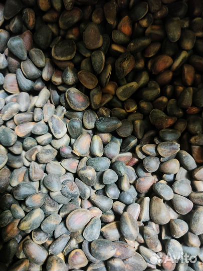 Скорлупа кедрового ореха