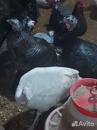 Инкубационное яйцо индейки