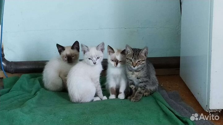 Кошка в дар бесплатно