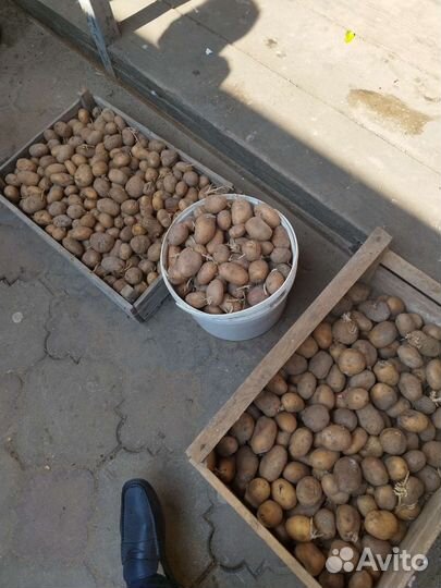 Семенной картофель ранний