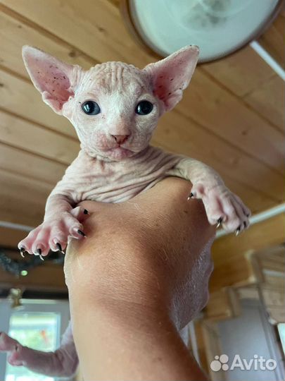 Канадский сфинкс