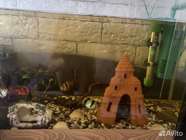 Аквариум