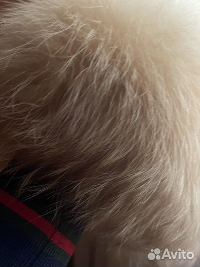 Шапка женская из лисы