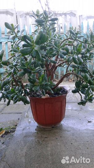 Цветы - Денежное дерево