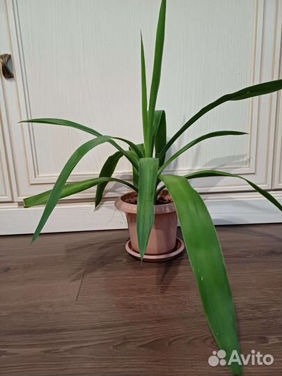 Пальма юкка