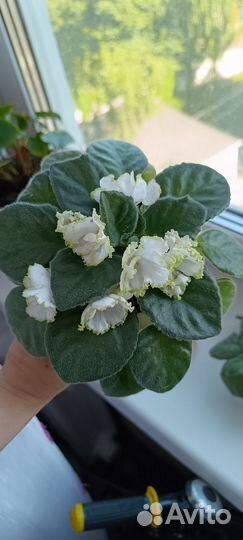 Сортовые фиалки