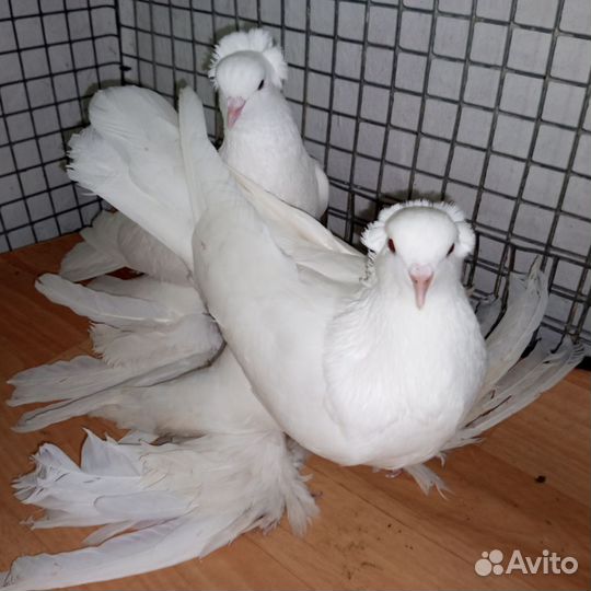 Голуби венгерские кучерявые