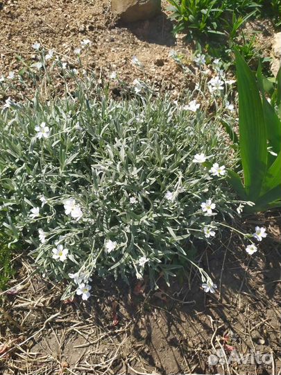 Цветы почвопокровники