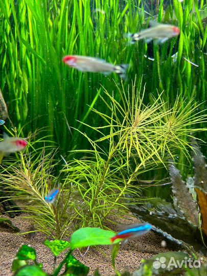 Сагиттария, Погостемон растение в аквариум