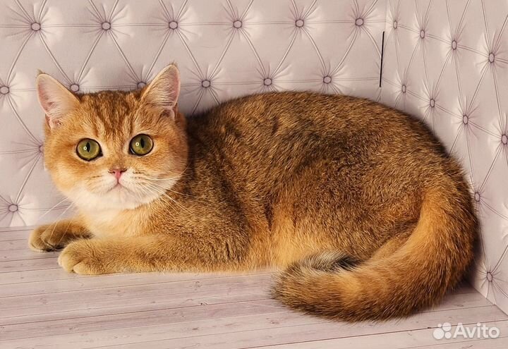 Золотая шиншилла