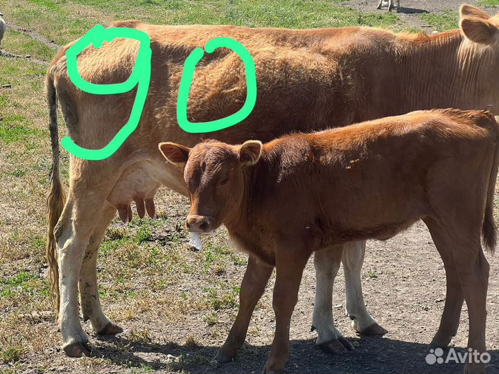 Корова с телёнком