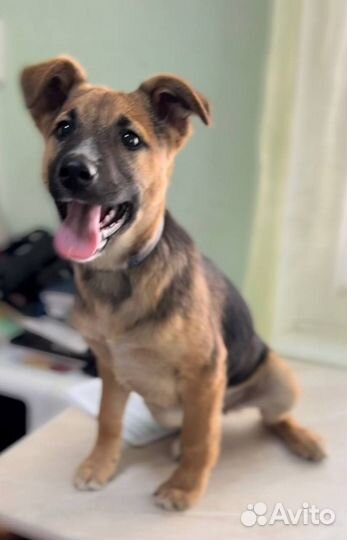 Шустрая девочка в добрые руки