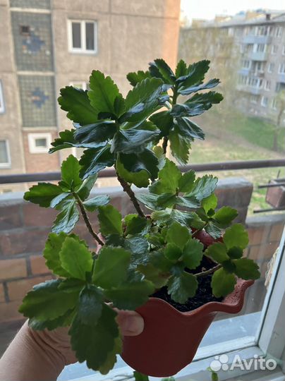 Каланхоэ цветущий