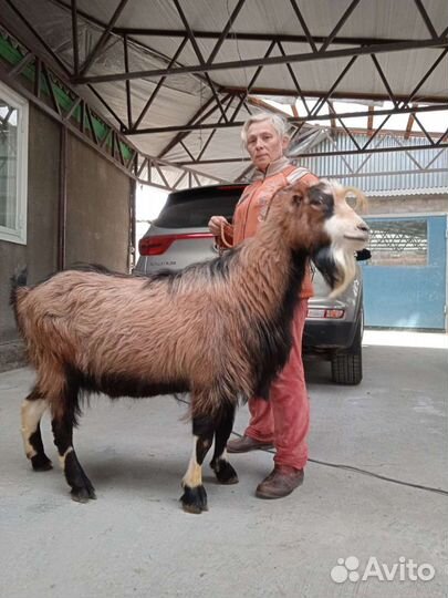 Племенные козлы Ламанчи