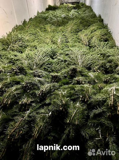 Лапник укрывной и декоративный