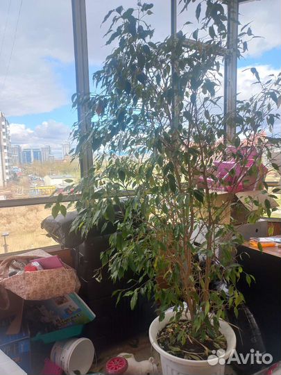 Фикус бенджамина большой