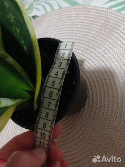 Сансевиерия сортовая