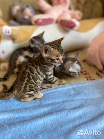 Бенгальские котята
