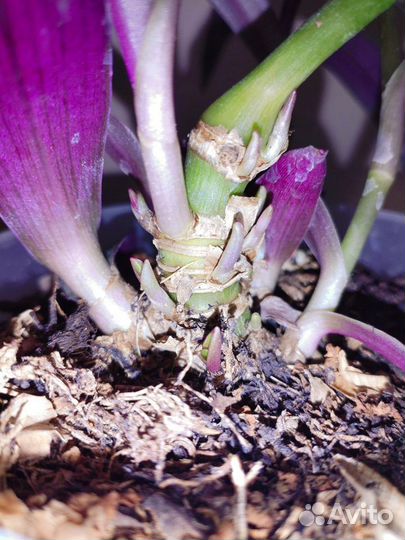 Комнатные растения цветы