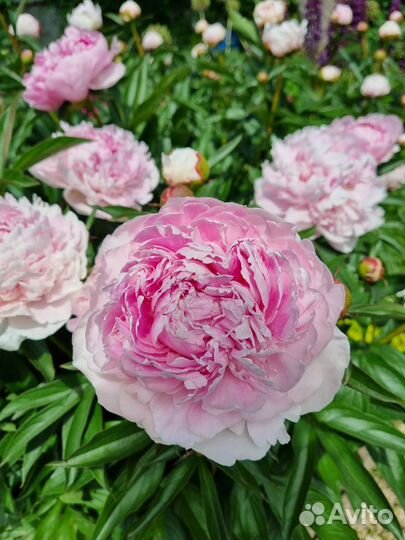 Пион Сара Бернар