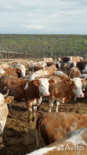 Нетель породы симентал