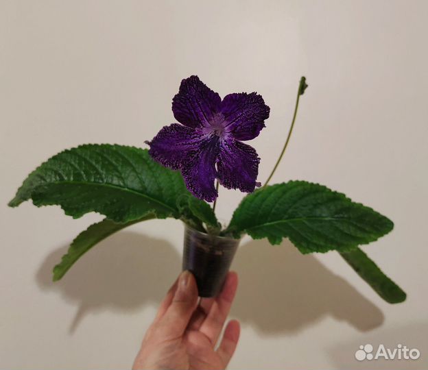 Стрептокарпусы цветущие