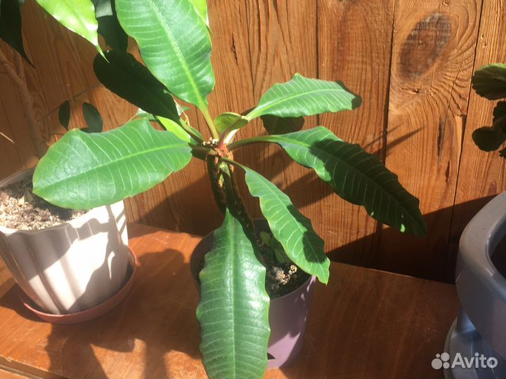 Молочай и спатифиллум