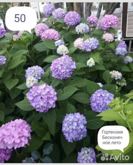 Гортензия, туя, голубика, ель, хосты