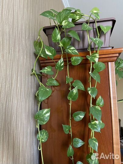 Цветы комнатные Сциндапсус