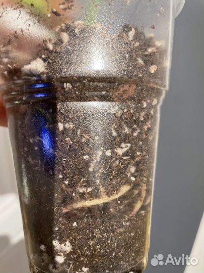 Антуриум white