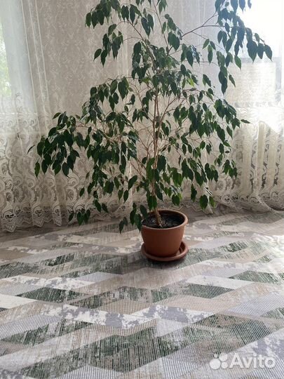 Фикус бенджамина большой