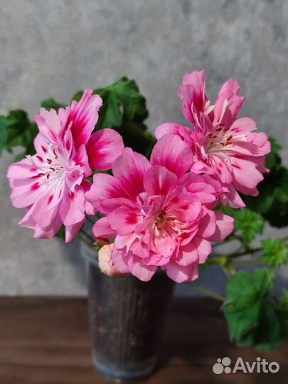 Пеларгония Uaito Ringu