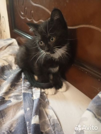 Котята мальчики 2 мес