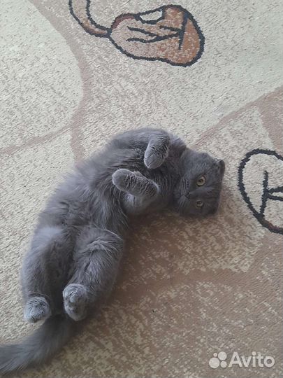 Продам котят шотландской породы