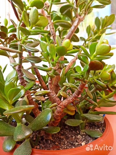 Комнатные цветы Денежное дерево Крассула Толстянка