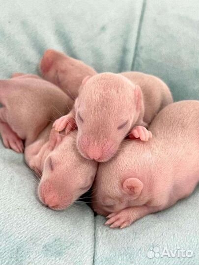 Крысята дамбо рекс