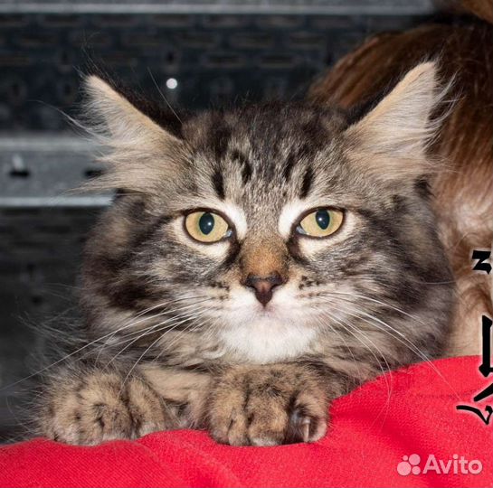 Мальчик в добрые руки