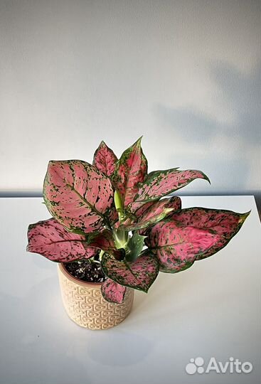 Замиокулькас. Фикус. Аглаонема