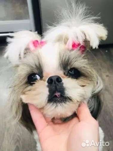 Щенки ши-тцу