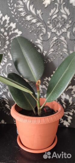 Фикус каучуконосный