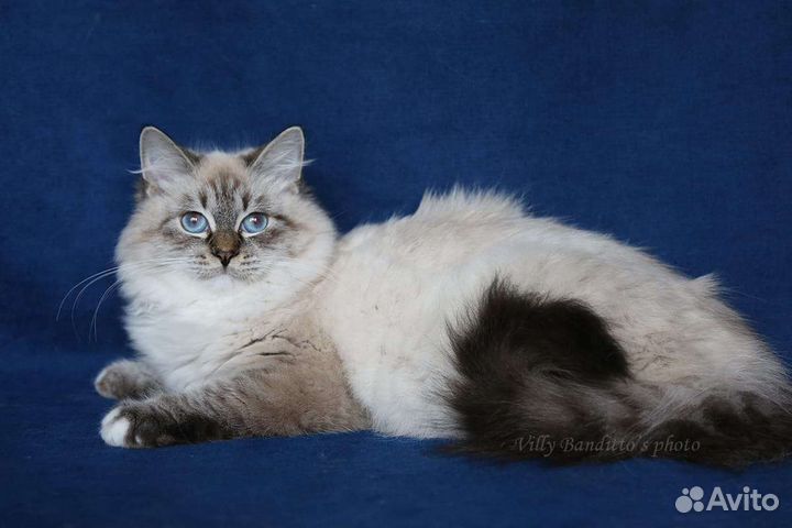 Невская маскарадная