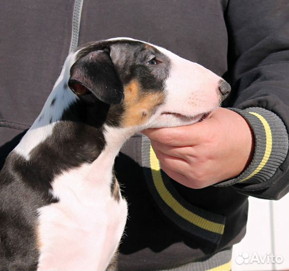 Бультерьер